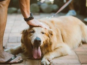 Så sköter du om din hund på bästa sätt