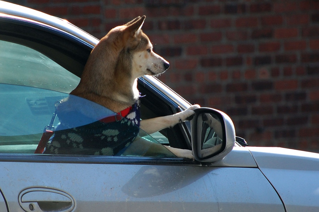 En hund med säkerhetssele tittar ut genom ett bilfönster, vilket visar ett säkert sätt att resa.
