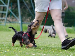 Agility