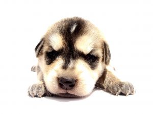 Skaffa hund – förbered hemmet