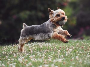 Förbered hemmet för hunden