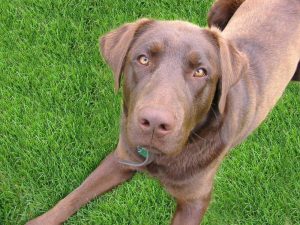 Labrador Retriever – en riktig familjehund